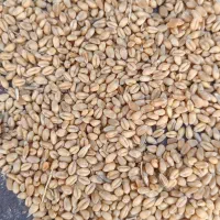 بذر گندم آبی رقم پیشگام