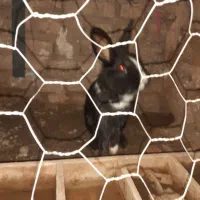 حیوانات|موش و خرگوش|نیشابور, مازول|دیوار