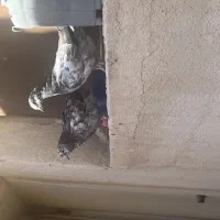 دو عدد کبوتر جوان سر حال و زیبا