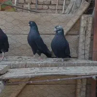 بالقره|پرنده|میاندوآب, |دیوار