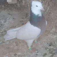 کبوتر صیداوقون طوقی|پرنده|مشهد, شهید قربانی|دیوار