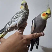 عروس هلندی|پرنده|شیراز, شاهچراغ|دیوار