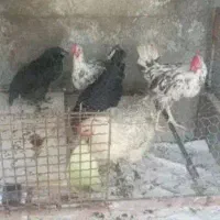 مرغ و خروس