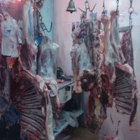 پخش گوشت شتر