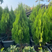 گلهای فضای سبز