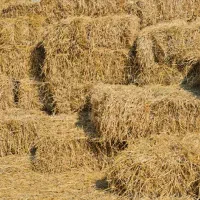 علوفه خشک رایگان مخصوص دام