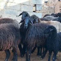 فروش دام|حیوانات مزرعه|قم, شهرک توانیر|دیوار