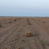 علف و پرس بادام زمینی|عمدهفروشی|اسلام آباد, |دیوار