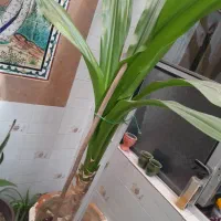 گل طبیعی|گل و گیاه طبیعی|مرودشت, فرهنگ|دیوار
