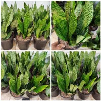 سانسوریا سبز کراواتی دیفن شامادورا یوکا بنجامین