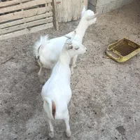 کهروک نروماده