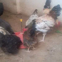 مرغ و خروس|حیوانات مزرعه|آبیک, |دیوار