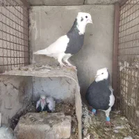 کبوتر نروماده طوقی با جوجه