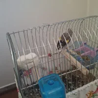 جوجه سهره|پرنده|فرخ‌شهر, |دیوار