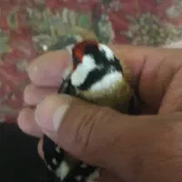 سهره نر گاوی پشت گردن سفید