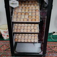 جوجه کشی اسکندری