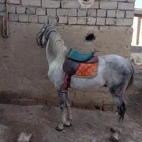 فروش|اسب و تجهیزات اسب‌سواری|پلدشت, |دیوار