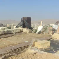 پنج عدد جوانه|پرنده|بجنورد, |دیوار