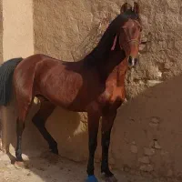 اسب|اسب و تجهیزات اسب‌سواری|شاهین‌شهر, گزبرخوار|دیوار