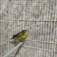 قناری ماده،کوتوله،عروس،مرغ عشق|پرنده|مشهد, امین آباد|دیوار