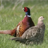 فروش تخم پرندگان آمریکایی