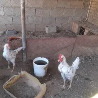 خروس|حیوانات مزرعه|رامشیر, |دیوار