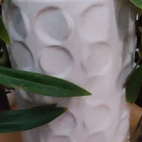 گل موسی در گهواره