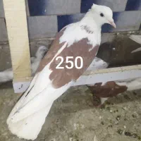 کبوتر پرشی قیمت مناسب|پرنده|ابهر, |دیوار