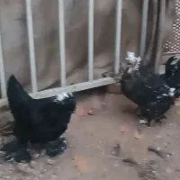 مرغ جوان تخم گذار نژاد دار