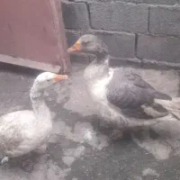 یک جفت غاز
