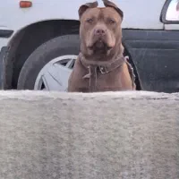 پیت بول رگه خونی خالص