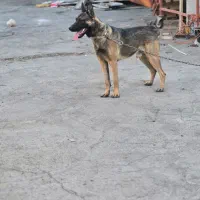 واگزاری توله|سگ|تربتحیدریه, منظر|دیوار