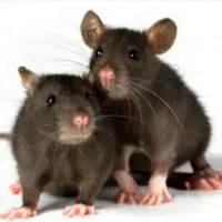 سمپاشی سم پاشی پردیسان ساس سوسک موریانه موش