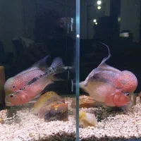 فلاور بالغ مولد|ماهی|ارومیه, |دیوار