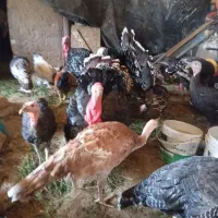 بوقلمون مخلی