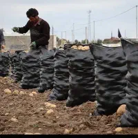 تولید و توضیع گونی مشکی سیبزمینی کارخانجات قفقاز