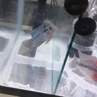 ماهی فلاور ماده|ماهی|شاهینشهر, شهرک گلدیس|دیوار