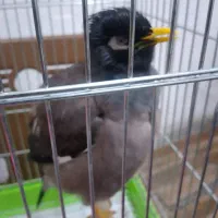 مرغ مینا سخنگو نر رام اساله