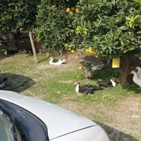 فروش اردک روسی|حیوانات مزرعه|چمستان, |دیوار