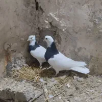 کبوتر|پرنده|تربتحیدریه, طالقانی|دیوار