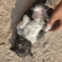 توله سگ های پاکوتاه دو تا ماده