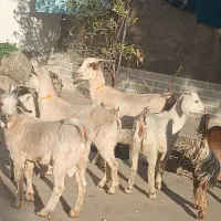 کولارسانن|حیوانات مزرعه|قائن, |دیوار