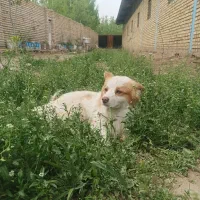 سگ پاکوتاه،سگ قدرجونی نر ۳ساله