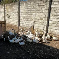 تخم غاز و اردک فروشی|حیوانات مزرعه|قائم‌شهر, |دیوار