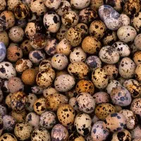 تخم بلدرچین نطفه دار