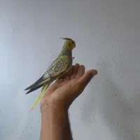 جوجه عروس هلندی دونخور ..طوطی گرینچیک|پرنده|قشم, |دیوار