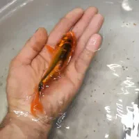 ماهی کوی|ماهی|مشهد, ایثار|دیوار