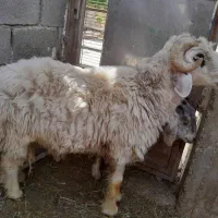 بره قوچ