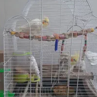 سه عدد عروس هلندی