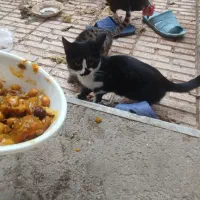 واگذاری گربه